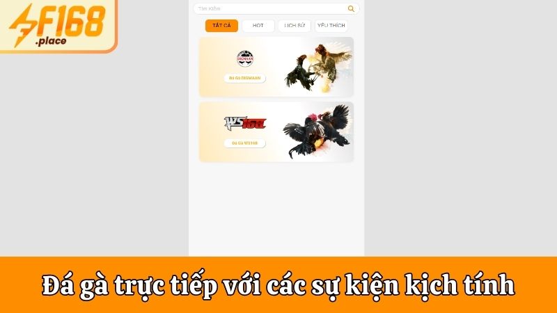 Đá gà trực tiếp với các sự kiện kịch tính